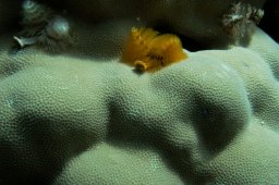 20000621_Giftun_Police_0020